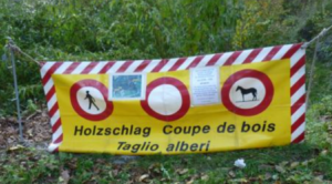 Schnittschutz: Wichtig bei Holzarbeiten